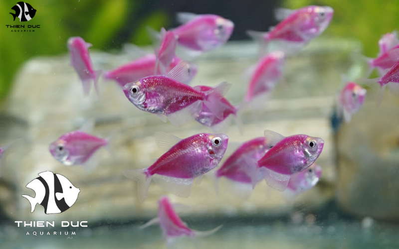 Exotic fish export: international shipping made easy