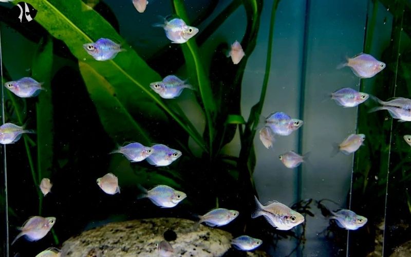 Exotic Fish for Aquarium Businesses: Attracting Customers