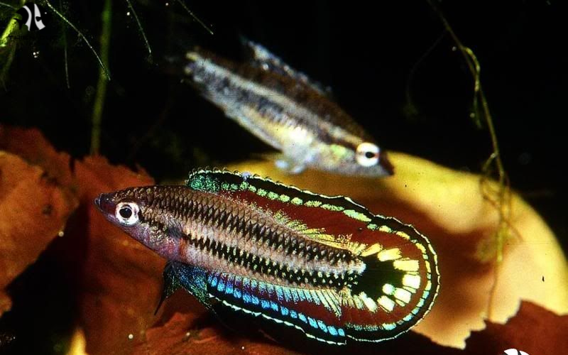 Exotic Fish Importers: How to Find Trusted Partners