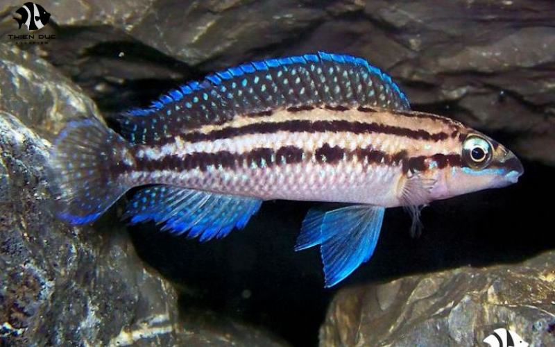 Exotic Fish Market: Navigating Trends and Prices