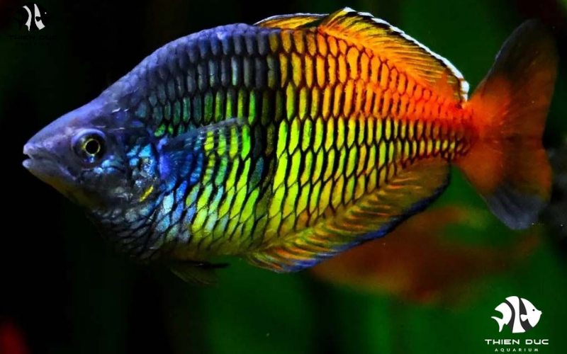 Exotic Fish Online Store: 5-Star Customer Experiences