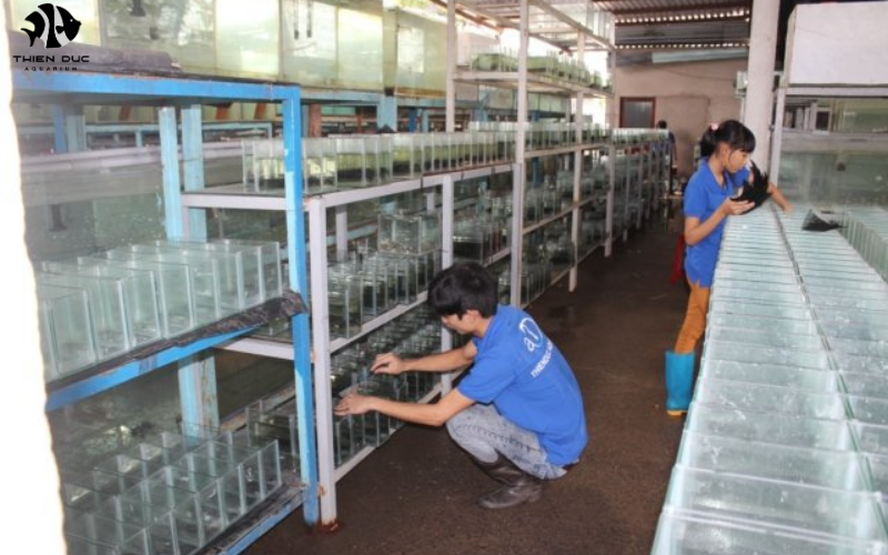 Exotic Fish Shop: What to Look for in a Quality Store