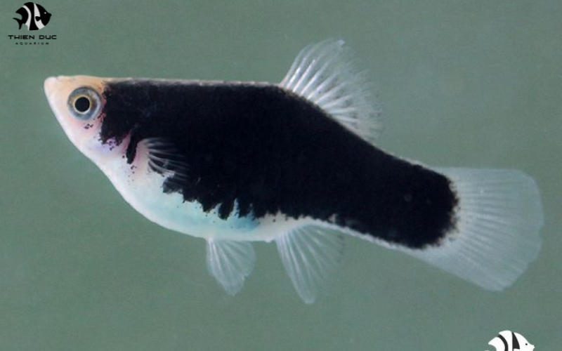 Exotic Fish Wholesale: Meeting Unique Demands