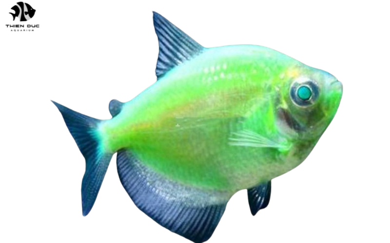 Exotic Fish Wholesalers: Sourcing Unique Aquatic Life