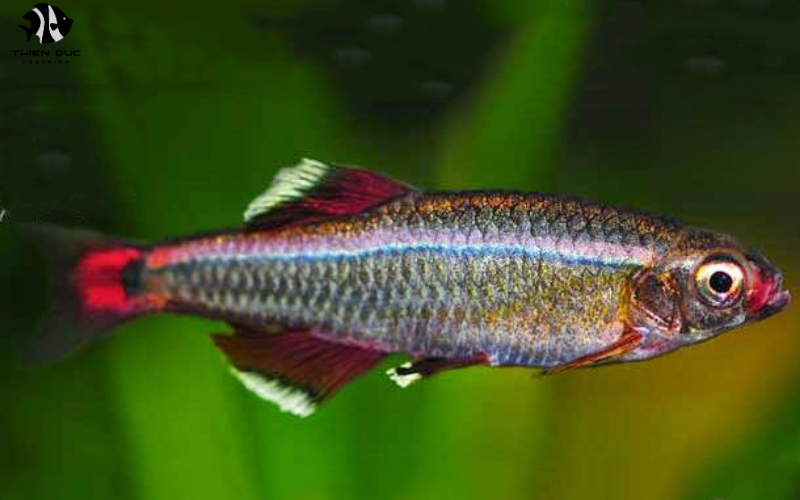 Exotic Freshwater Fish for Aquariums: A Comprehensive Care Guide
