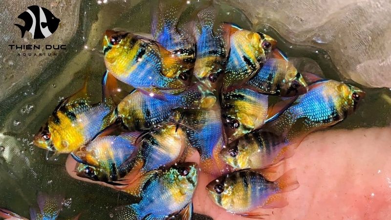 Exotic Freshwater Fish Wholesale: Rare Species That Sell Fast