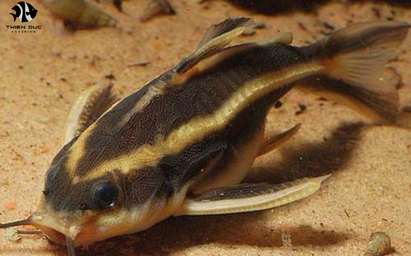 Exotic Saltwater Fish for Sale: Reef-Safe Selections