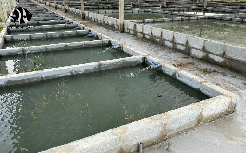 Export Quality Aquarium Fish: Strict Standards for Success