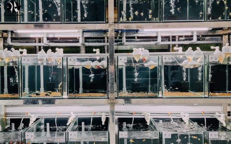 Fish farm for aquariums: Sustainable & Healthy options