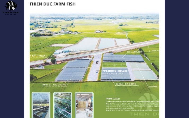 Fish hatcheries for ornamental fish: Partnering for supply