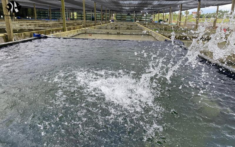 Fish hatchery exporters: From egg to tank excellence