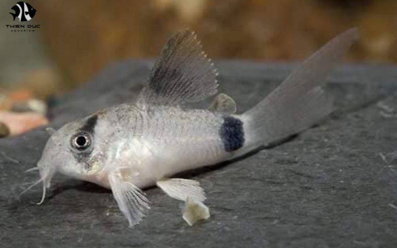 Fish Health News: Tips for Keeping Fish Healthy