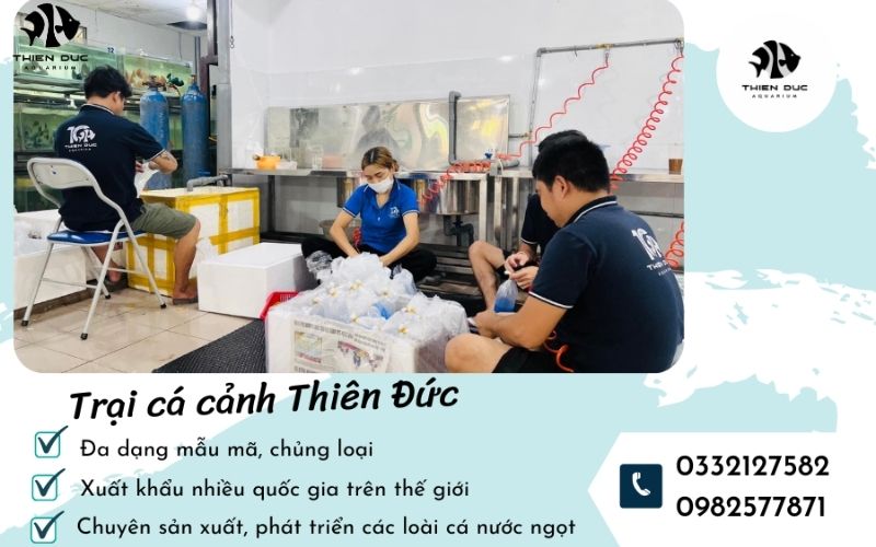 Fishkeeping Blogs: Expert Advice & Latest Trends