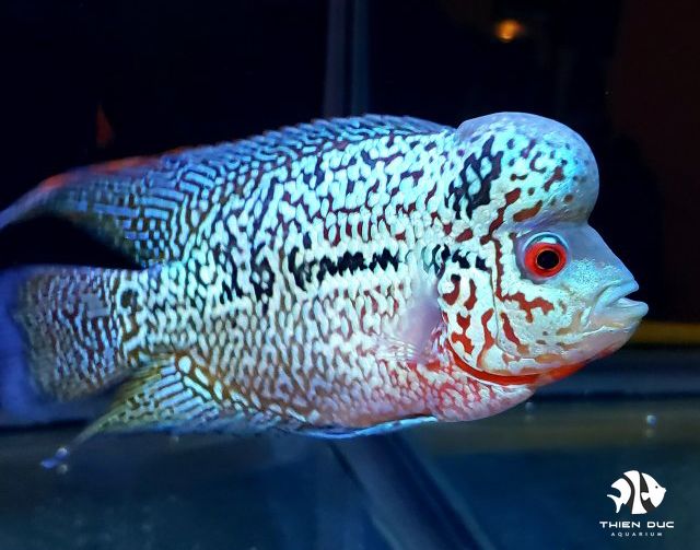 Một Số Thông Tin về Các Loài Cá Cảnh Đắt Tiền