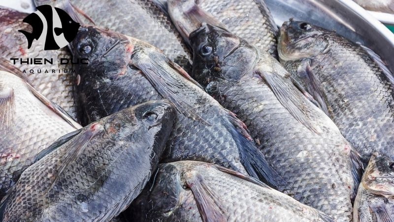 Flowerhorn Cichlid Exporter - Your Guide to Exporting Fish