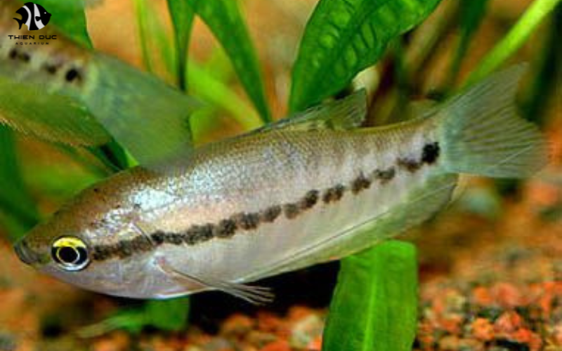 Freshwater Exotic Fish: 5 Stunning Species for Beginners