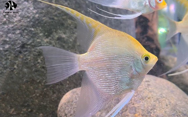 Freshwater Fish Wholesale: Beyond Tropical Species