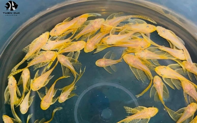 Freshwater Tropical Fish Wholesale: Best Deals and Sources