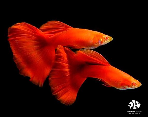 Gợi Ý Cho Bạn Về Một Số Dòng Cá Cảnh Màu Đỏ