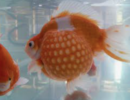 Giá cá ping pong: Khám phá và mua bán cá cảnh độc đáo