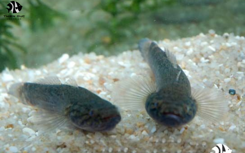 Global Fish Imports Wholesale: Navigating International Trade with ThienDuc Aquarium