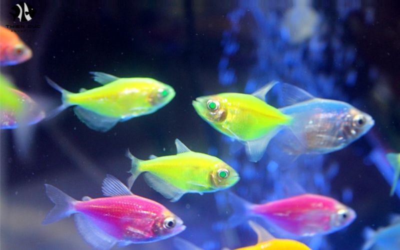 Guppy Wholesale: High-Quality Guppies at Wholesale
