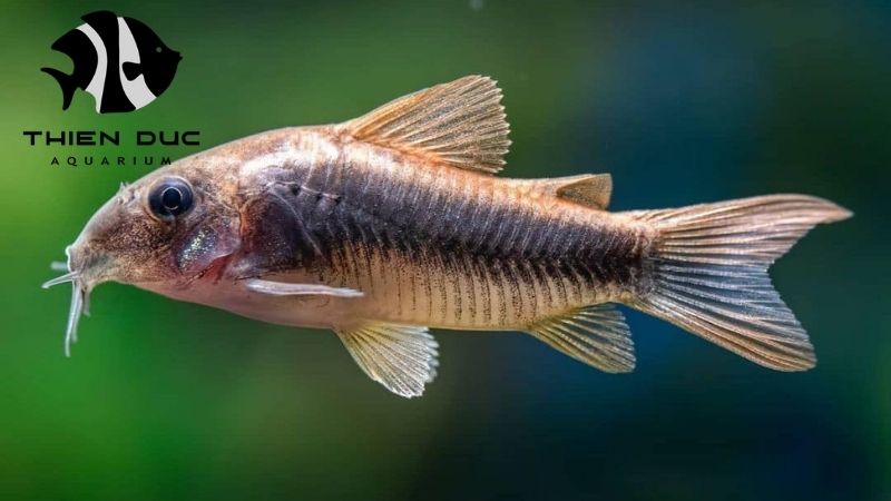 Import Each Scene from Vietnam: A Complete Guide