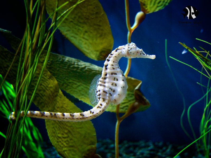 Import Freshwater Seahorses: Unique Species for Special Habitats