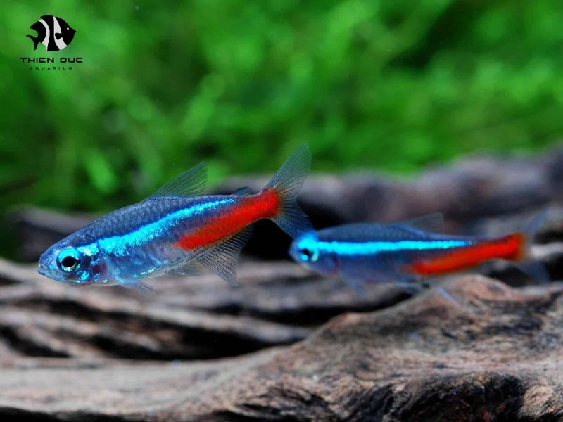 Import Neon Fish and Tetra Fish Species at Good Prices for Aquarium Hobbyists