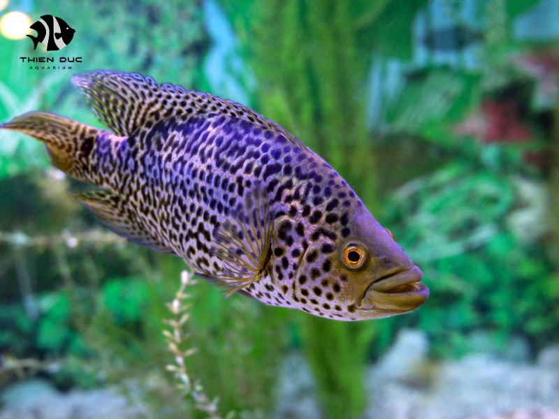 Import Predatory Aquarium Fish: Safe Options for Unique Tanks
