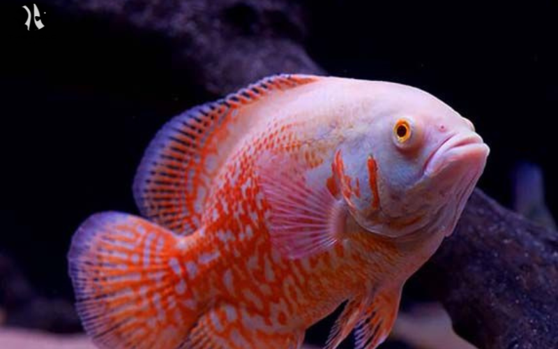 Import tropical fish: Steps to start your own business