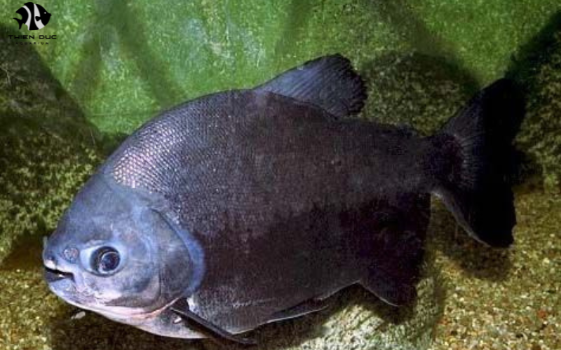 Imported Tropical Fish: Ensuring Quality and Health