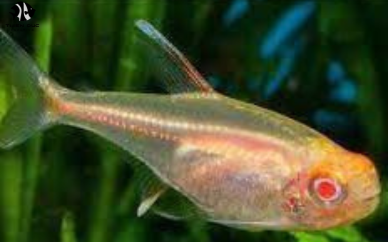 International Fish Export: Guide to Global Seafood Trade Trends