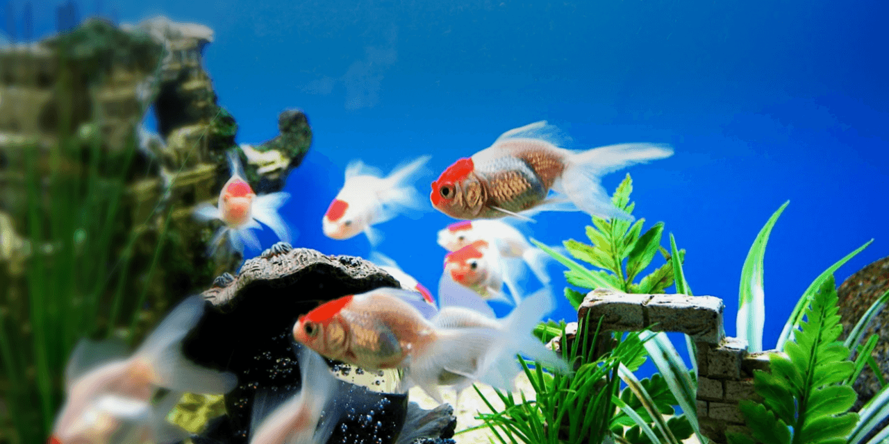 Kinh Nghiệm Nuôi Cá Cảnh Từ Những Sai Lầm Thường Thấy