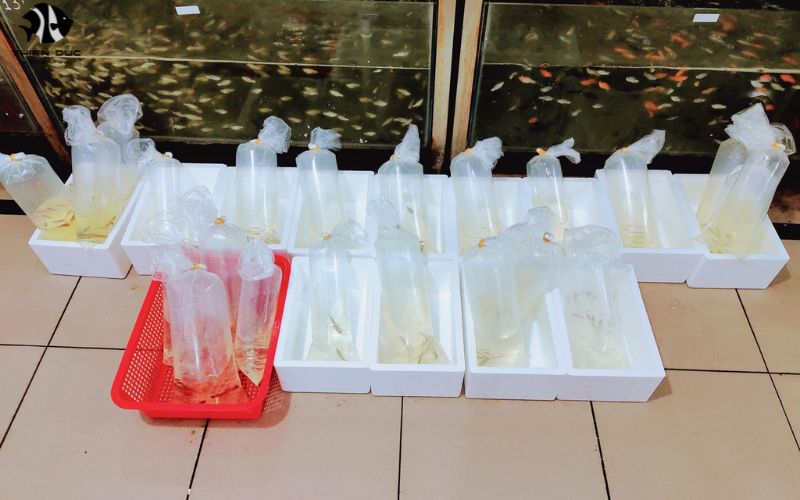 Large aquarium fish suppliers: Statement species available