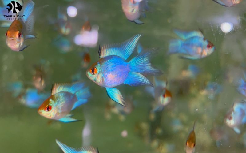 Live Aquarium Fish Wholesale: Ensuring Healthy Shipments