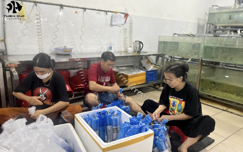 Live fish export company: Quality worldwide delivery 