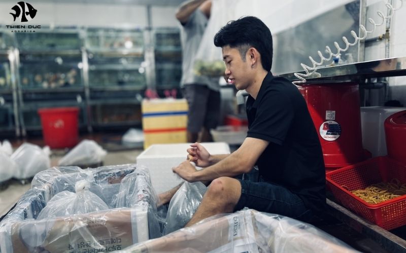 Live Fish Shipping Services: Ensuring Safe Transport