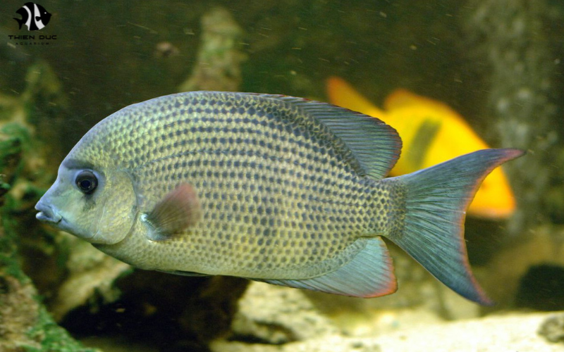 Live Tropical Fish Wholesale: Ensuring Healthy Delivery with ThienDuc Aquarium