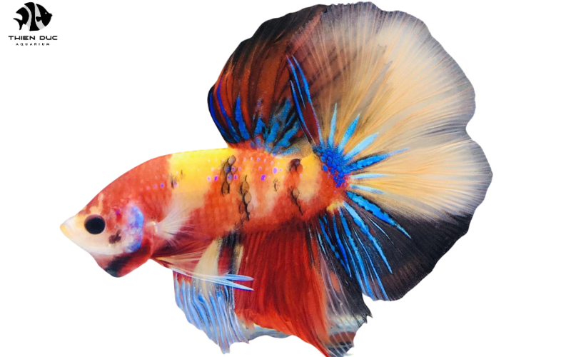 Luxury Aquarium Fish: Elevate Your Underwater Paradise