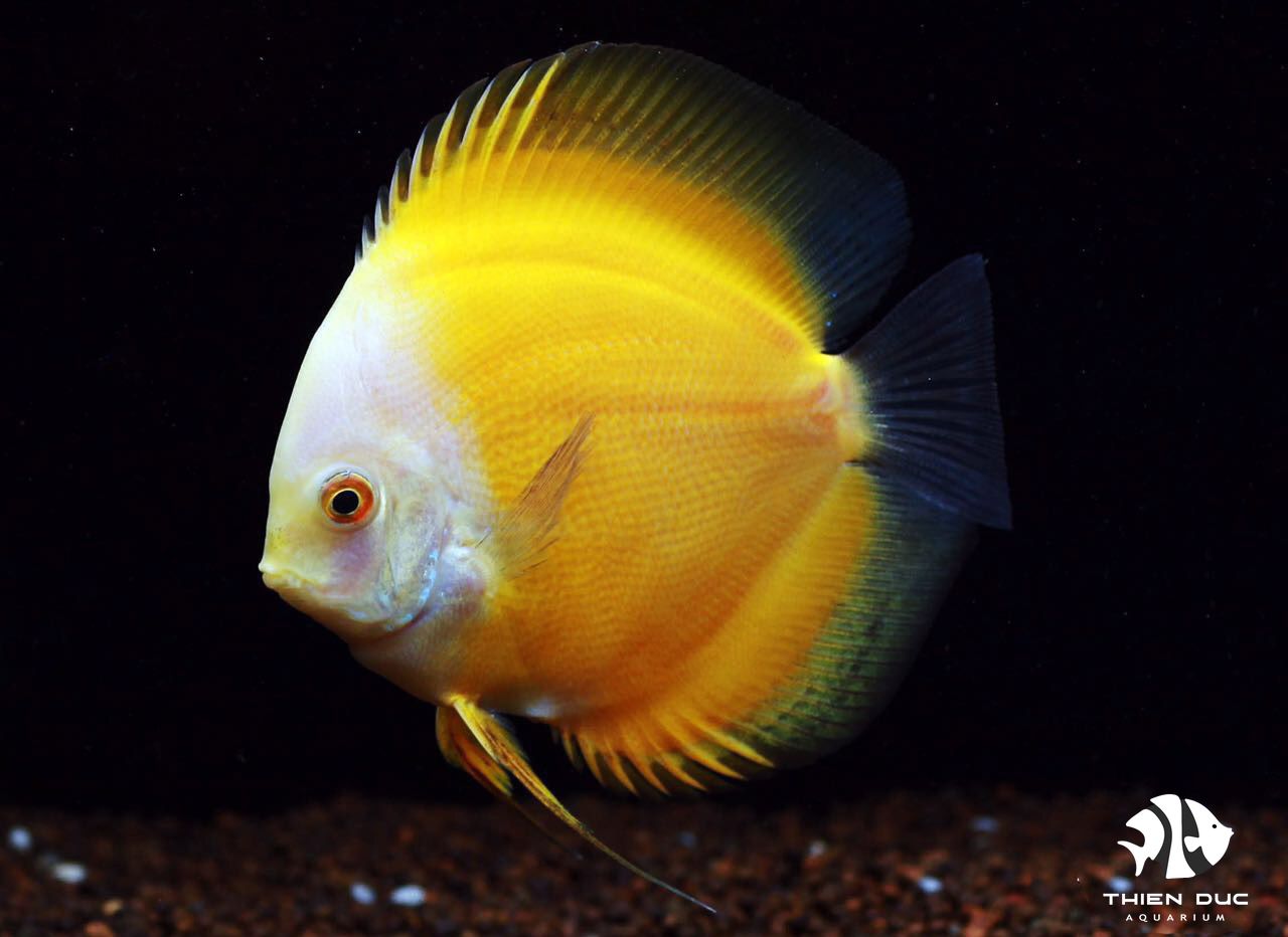 Manrlboro Yellow Albino