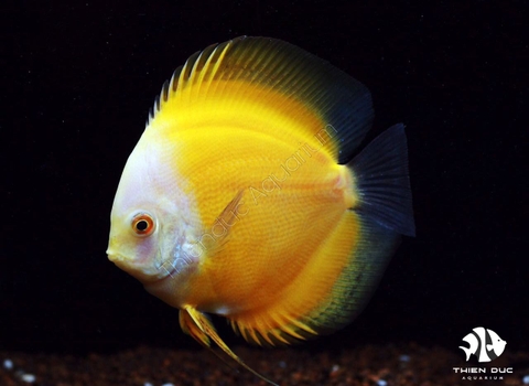 Cá Dĩa Man Vàng