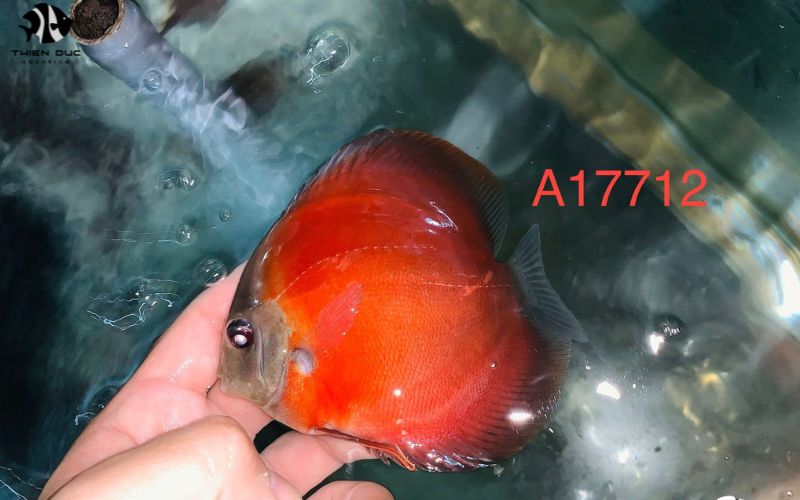 Marine Aquarium Fish Export: Regulations and Compliance