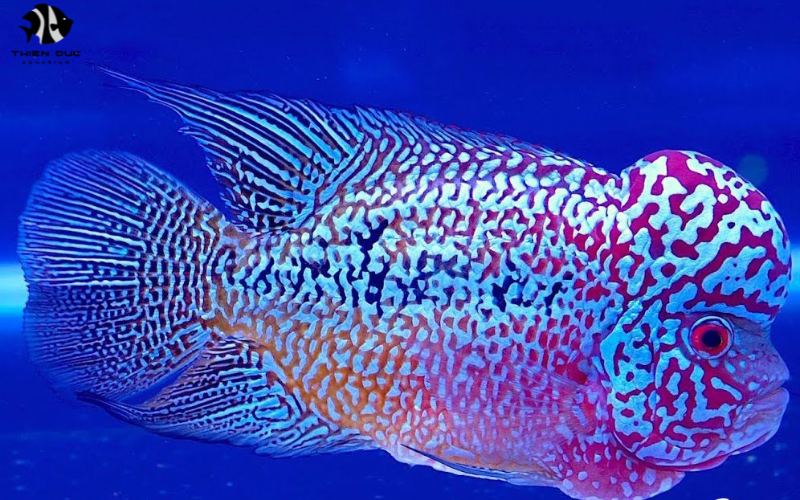 Marine aquarium fish wholesale: Sourcing quality species for your business