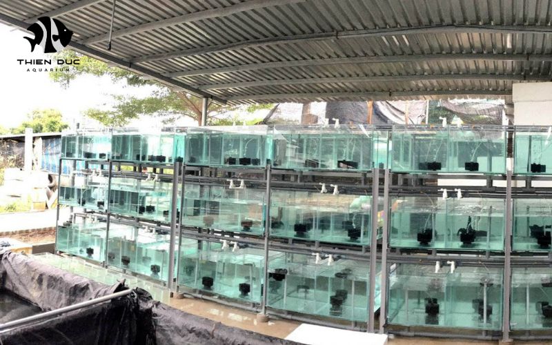 Marine Fish Export: Connecting Aquatic Passion