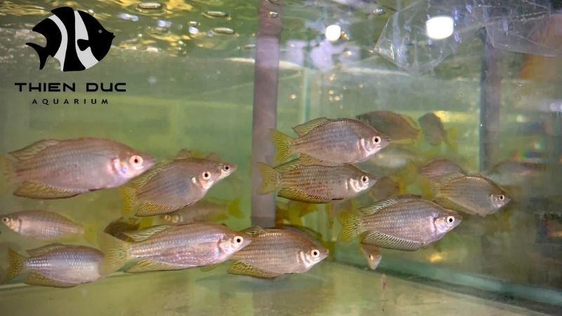 Marine Fish for Sale: Finding Healthy Fish for Your Tank