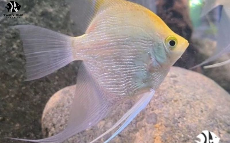Marine Fish Suppliers: Top Sources for Saltwater Species