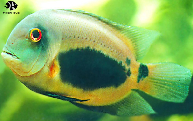 Marine Fish Wholesale: Saltwater Market Insights