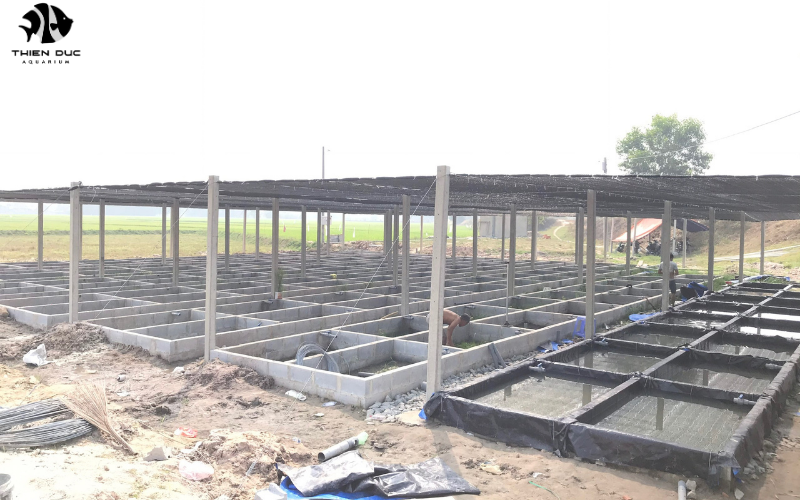 Marine fish wholesaler: Top picks for saltwater tanks