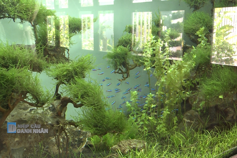 Vietnam has great potential for developing and exporting ornamental fish